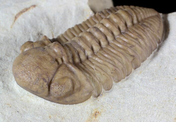 Kainops Trilobite - Black Cat Mountain, Oklahoma #63179